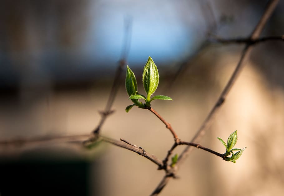 bud, spring, nature, blossom, bloom, garden, flower, plant HD wallpaper