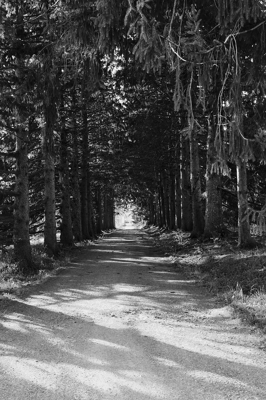 road, trees, dirt, forest, woods, the way forward, direction HD wallpaper