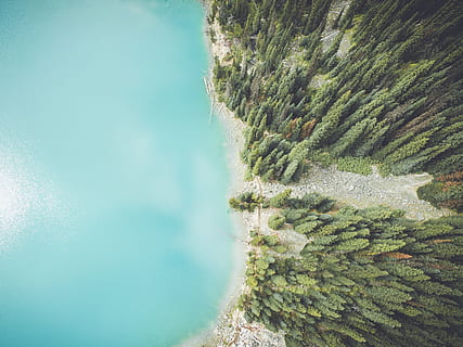 aerial photo of tall trees and ocean, forest, lake, shore, fir HD wallpaper