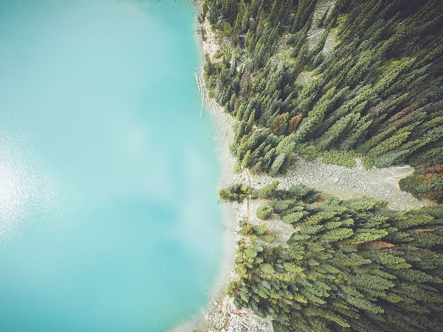 aerial photo of tall trees and ocean, forest, lake, shore, fir HD wallpaper