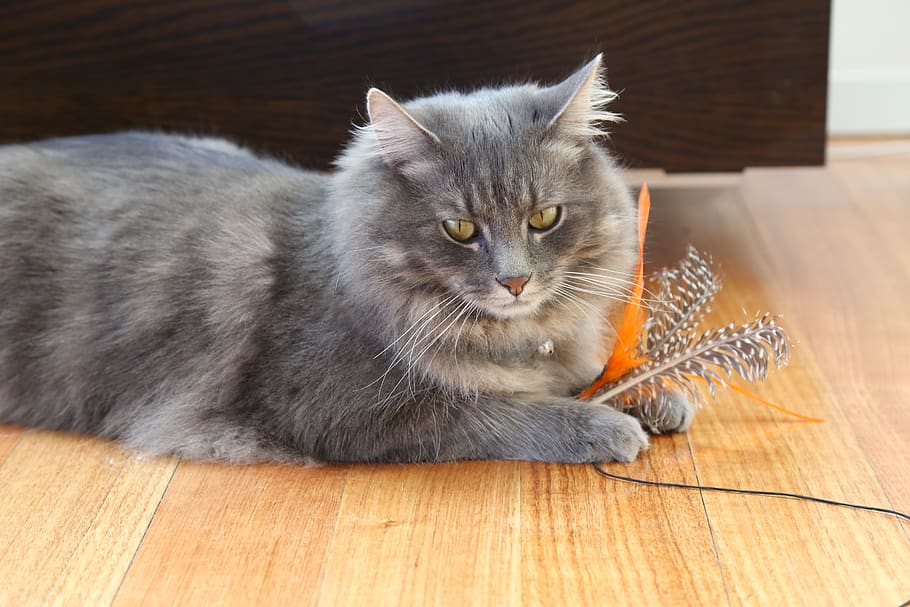 australia, melbourne, cat, domestic, domestic cat, feline, pets HD wallpaper