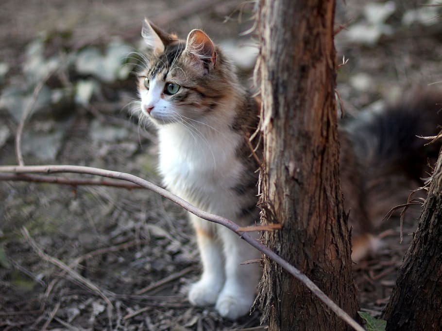 cat, coloring, pet, about, mammal, one animal, pets, domestic HD wallpaper
