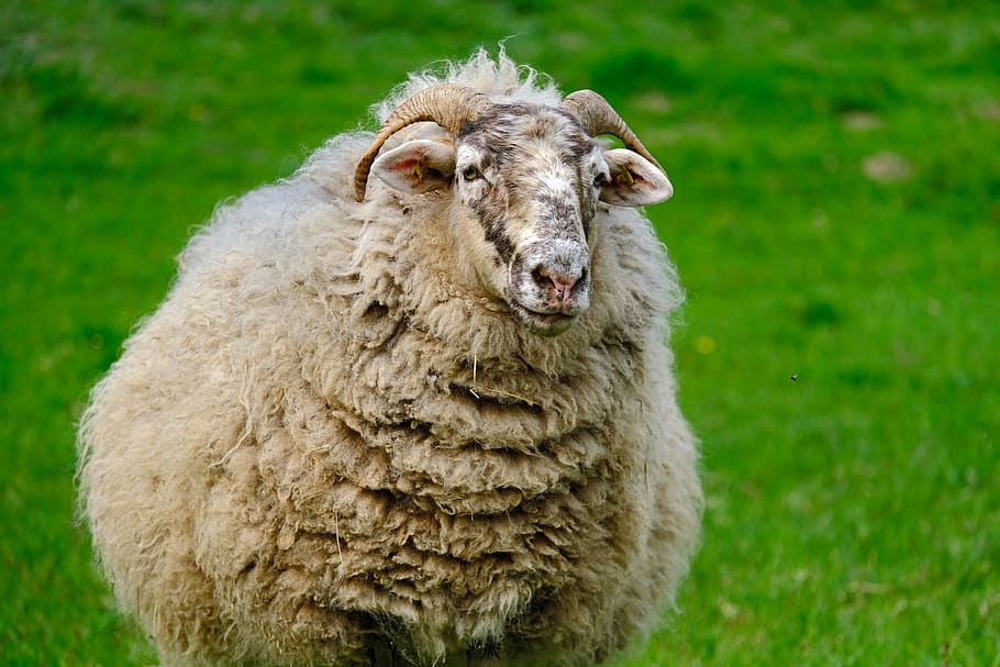 sheep, animal, wool, nature, pasture, meadow, rural, livestock HD wallpaper