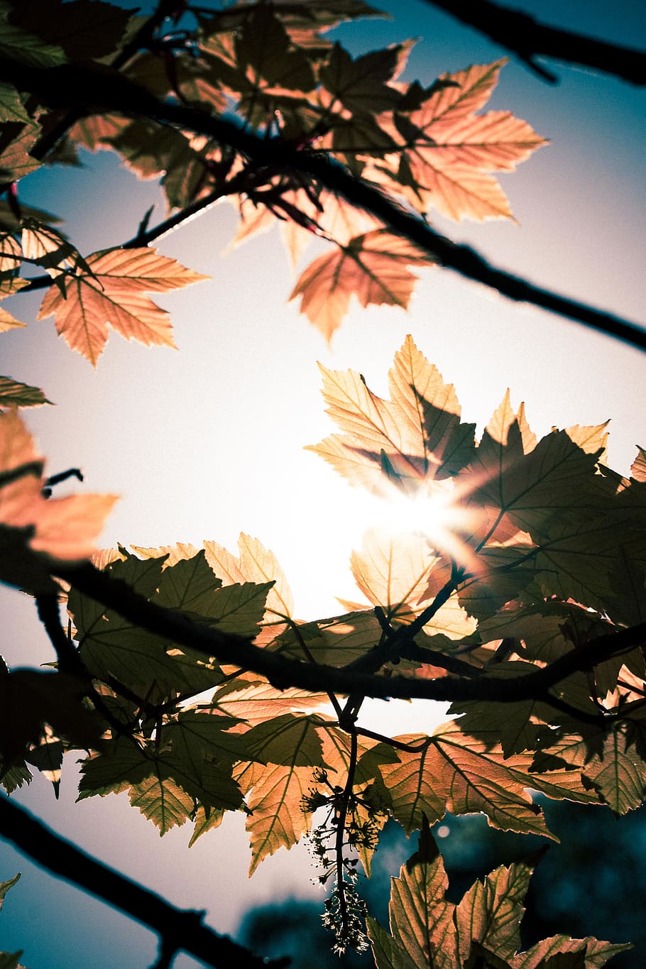 leaf, plant, tree, maple, sunlight, maple leaf, flare, leaves HD wallpaper
