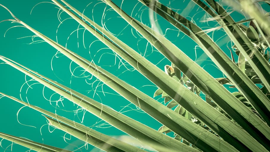 green plant-print textile, green color, full frame, backgrounds HD wallpaper