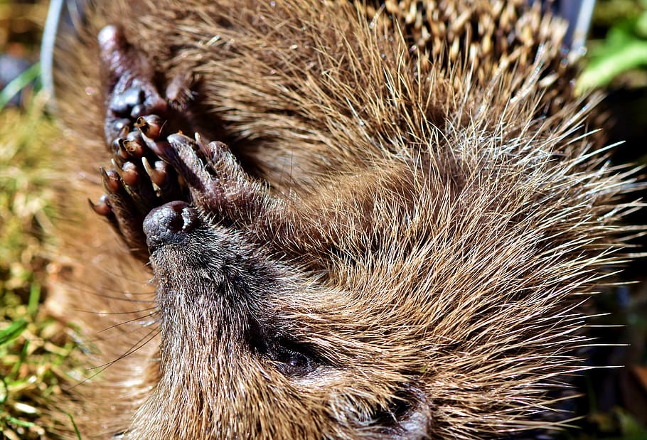hedgehog, spur, hannah, snout, nose, paws, claw, foraging, nocturnal