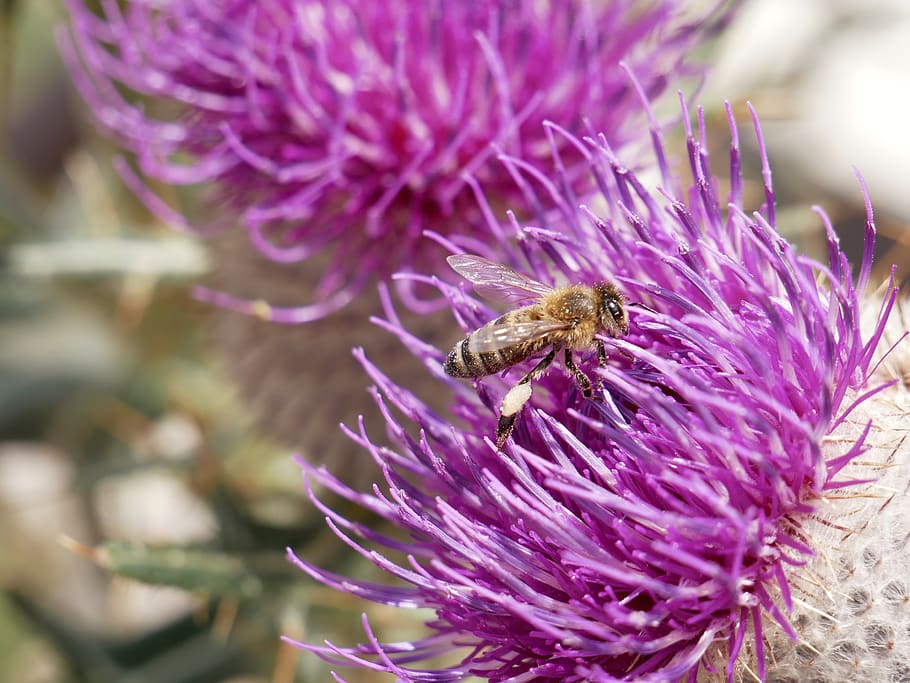 bee, nature, flower, pollination, nectar, summer, plants, flowering plant HD wallpaper