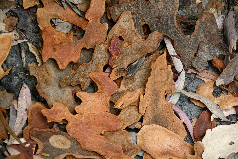 rust, tree, bark, nature, plant, leaf, texture, money, coin, HD wallpaper