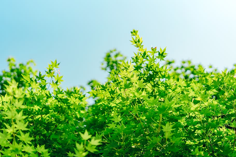 green-leafed plants, green color, growth, plant part, herb, nature HD wallpaper
