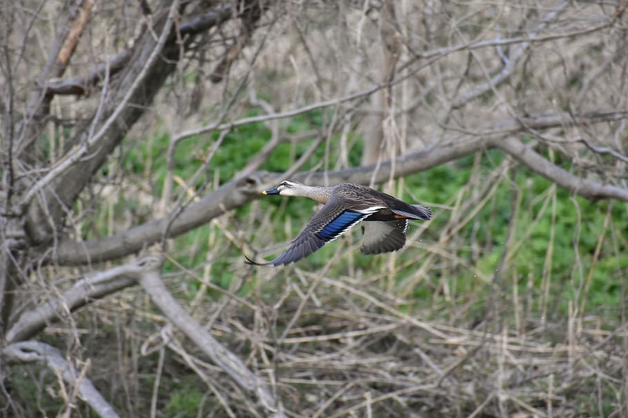 Bird woods