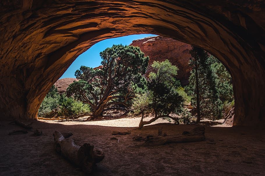 tree lugs inside cave during daytime, arch, nature, rock formation HD wallpaper