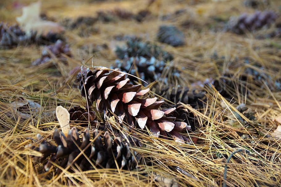 cone, with silvery, fallen, needles, autumn, forest, pine, fetus HD wallpaper