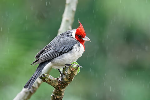 red-headed grey bird perching on tree branch, animal, usa, hawaii HD wallpaper