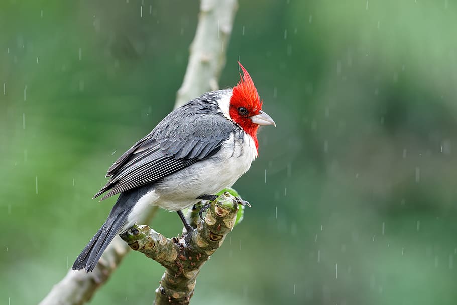 red-headed grey bird perching on tree branch, animal, usa, hawaii HD wallpaper