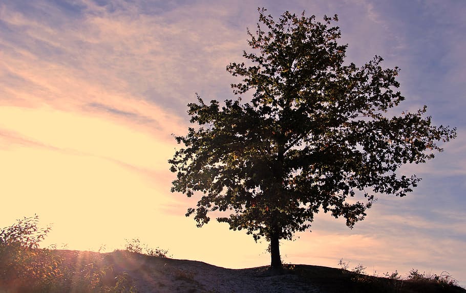 sunset, tree, sky, clouds, dusk, twilight, evening, mood, atmosphere HD wallpaper
