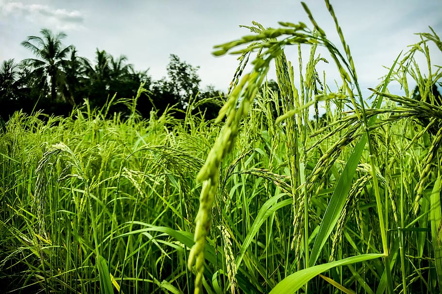 cornfield, vole, nature, rice, information, sky, summer, the landscape HD wallpaper
