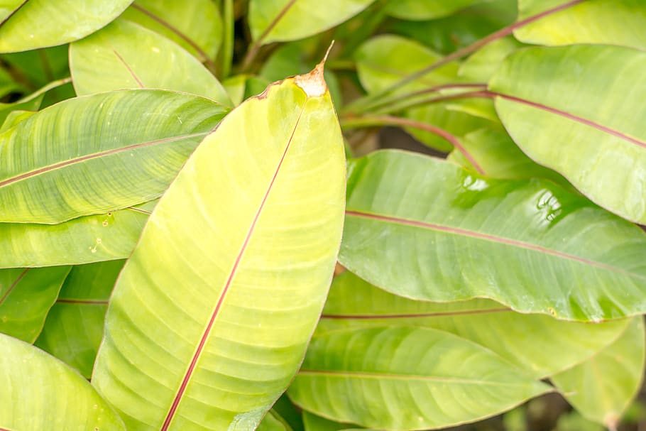 plant, leaf, green, vegetation, veins, tree, blossom, flower HD wallpaper