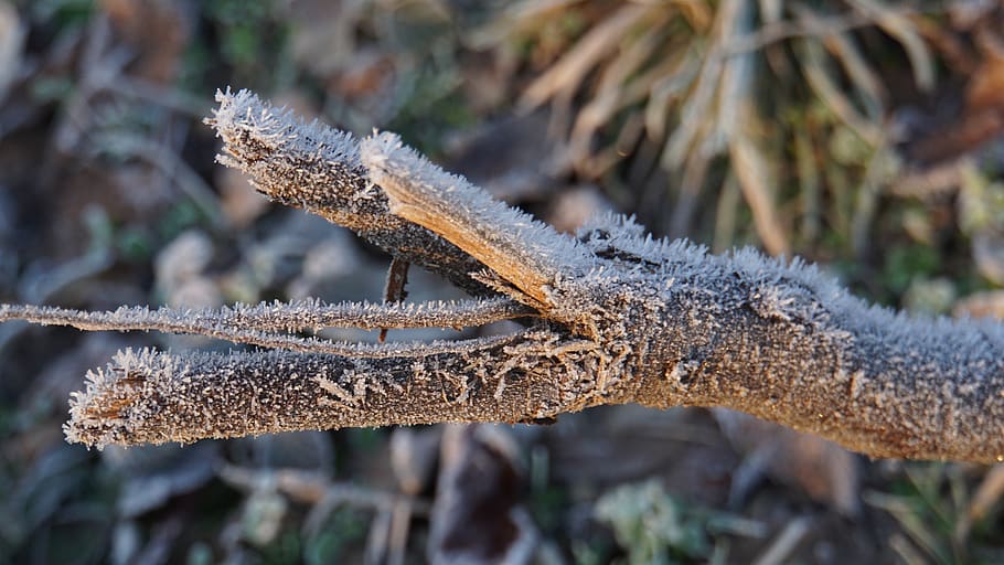 eiskristalle, branch, nature, cold, winter, wintry, winter magic, HD wallpaper