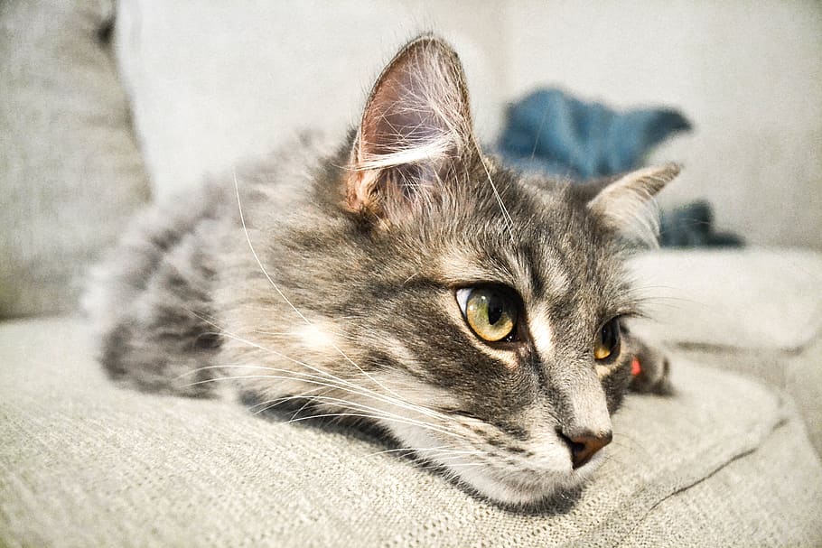 pets, domestic, domestic cat, one animal, mammal, domestic animals HD wallpaper