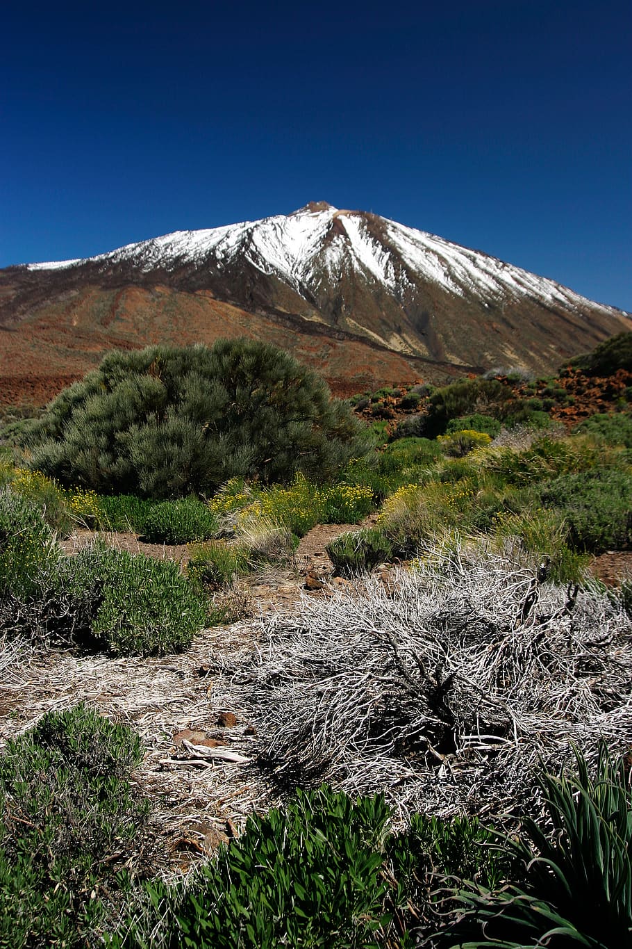 mount teide, spain, mountain, tenerife, snow topped, plant HD wallpaper