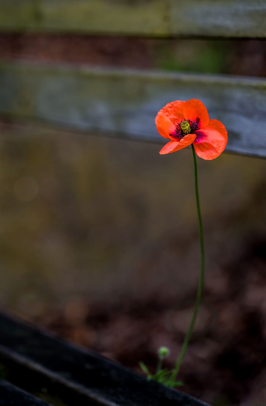 orange petaled flower, flowering plant, freshness, fragility HD wallpaper