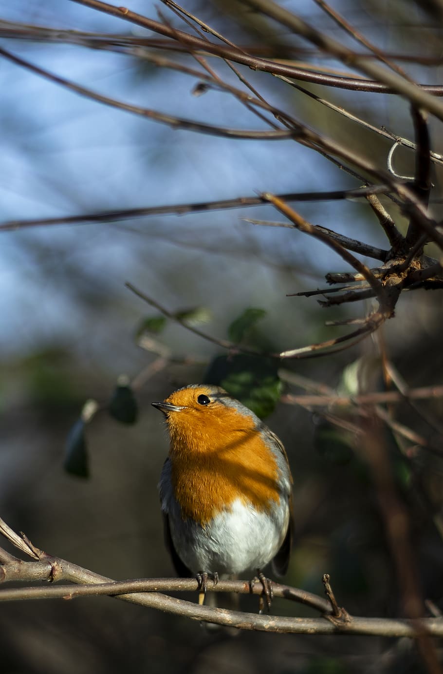 yellow bird on tree branch, animal, finch, nature, head, dof HD wallpaper