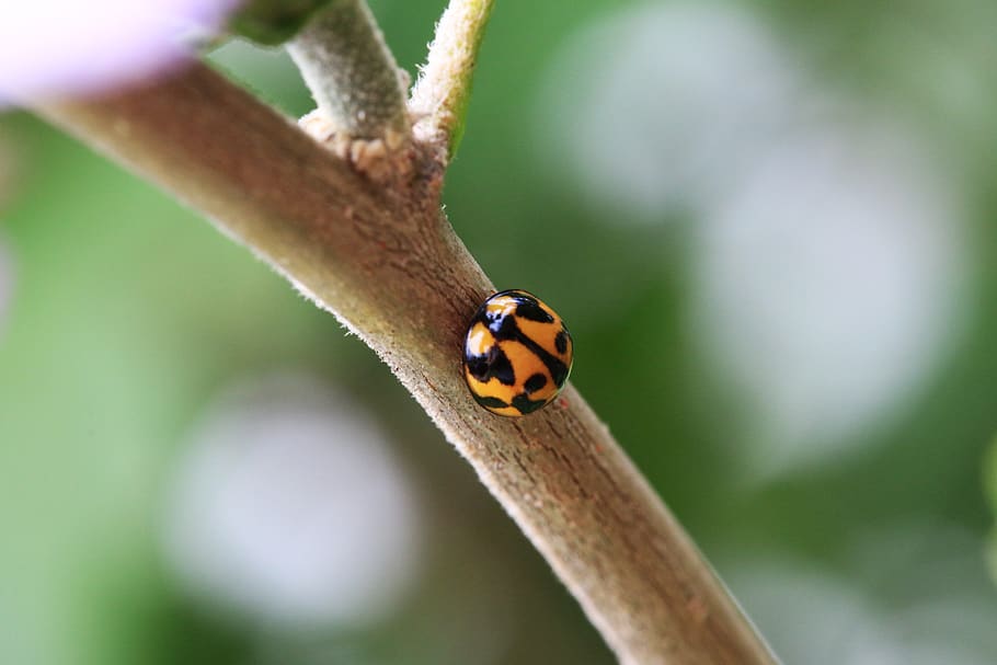 australia, newcastle, nature, tree, lady bug, macro, lady bird HD wallpaper