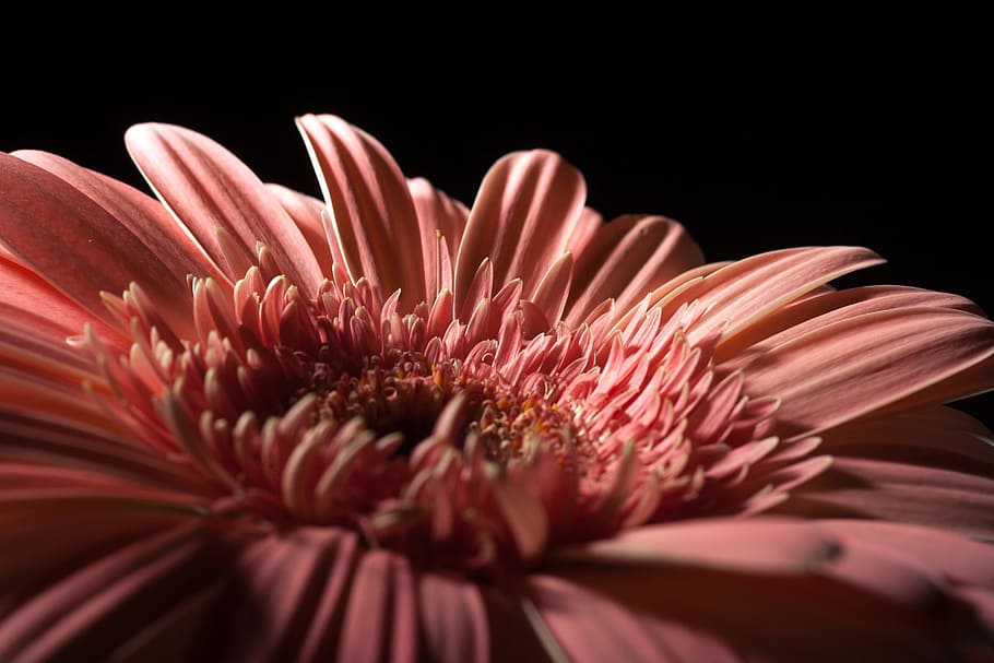 beautiful, red, gerbera, stem, isolated, black, closeup, flower HD wallpaper