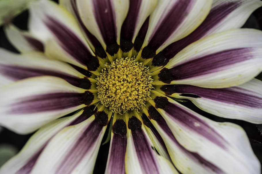 flower, bloom, purple, white, core, pollen, flora, blossom HD wallpaper
