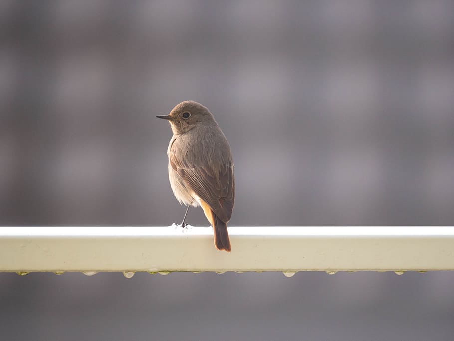 bird, brown, eyes, feathers, fly, animal themes, vertebrate HD wallpaper