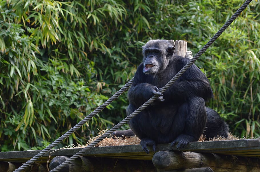 monkey, chimpanzee, zoo, primate, animal, animal themes, vertebrate HD wallpaper