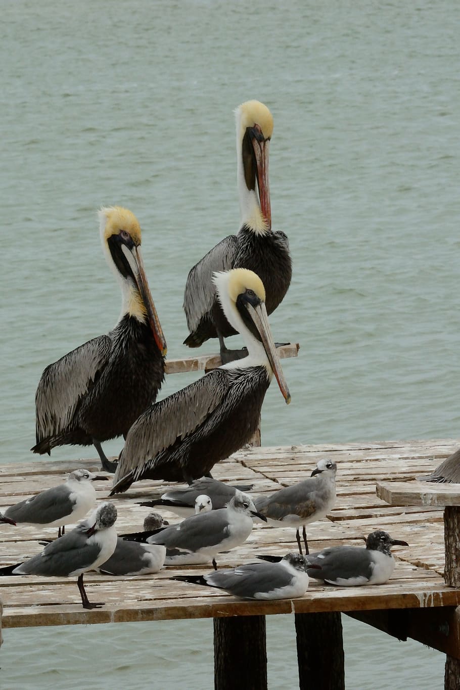 mexico, ría lagartos, animals in the wild, animal wildlife HD wallpaper