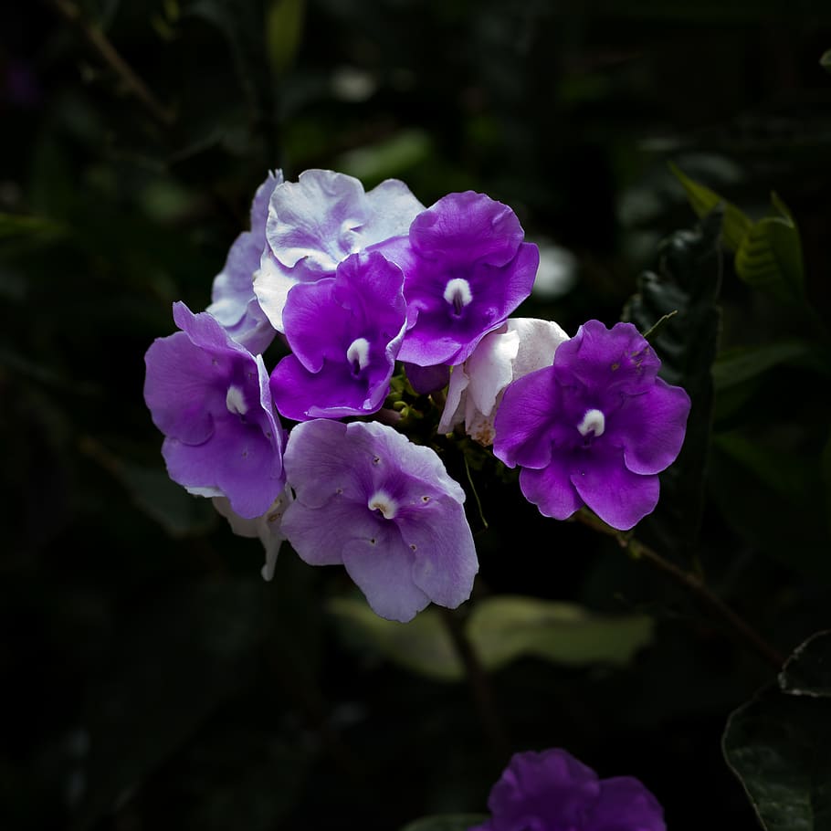 flower, plant, blossom, geranium, purple, lavender, garden, HD wallpaper
