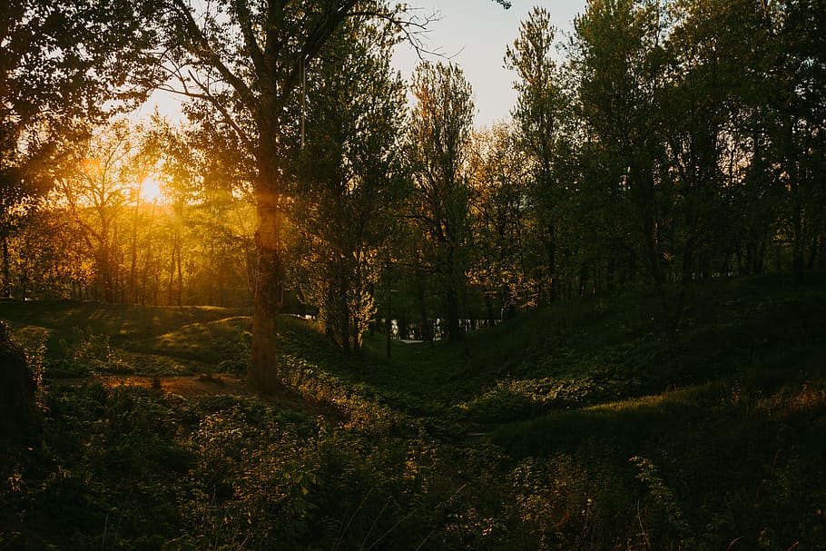 Silhouette Of Trees, dawn, dusk, forest, park, plants, scenic HD wallpaper