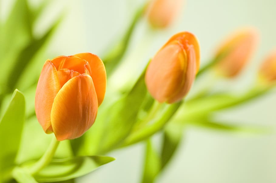 orange, tulips, freshness, flower, plant, flowering plant, close-up HD wallpaper