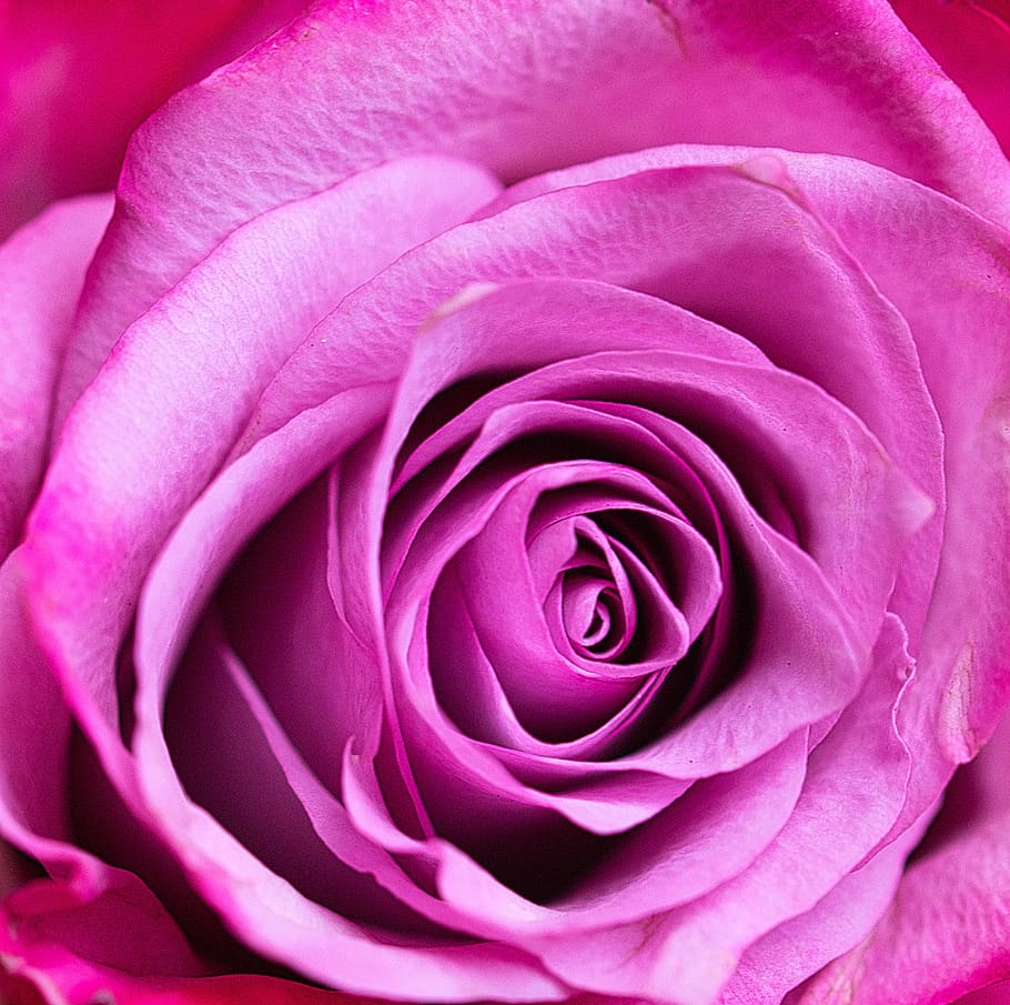 rose, romantic, blossom, bloom, wedding, mother's day, love HD wallpaper