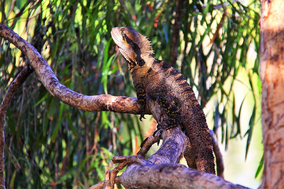 lizard, tree, sun baking, sun bathing, animal themes, one animal HD wallpaper