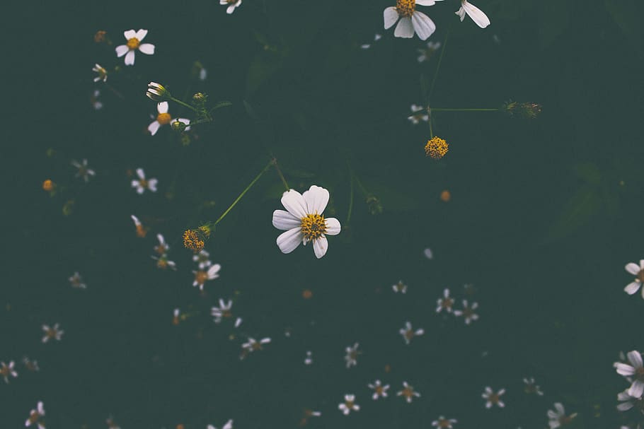 flower, white, petal, bloom, dark, plant, nature, flowering plant HD wallpaper