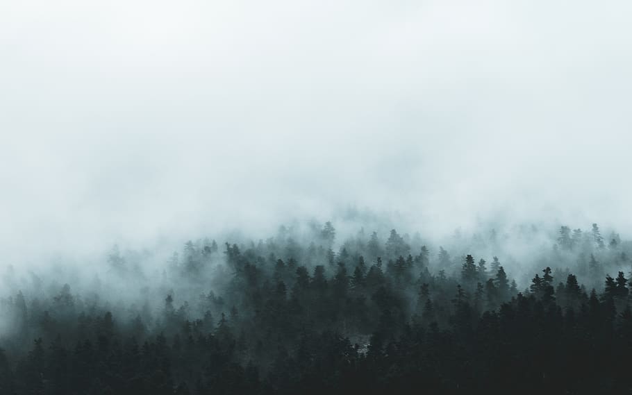 tree, fog, scenics - nature, beauty in nature, plant, tranquility HD wallpaper