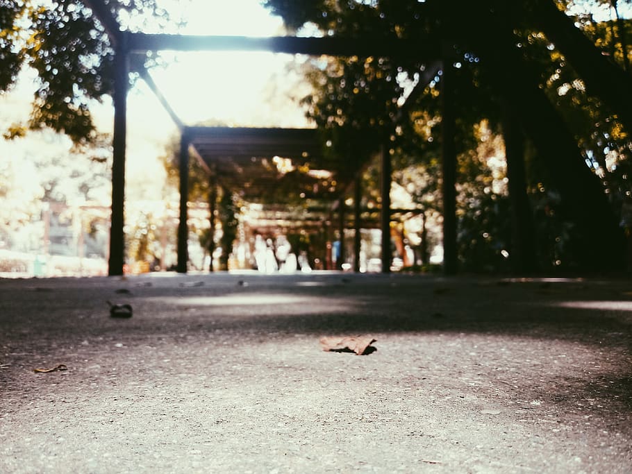 brown leaf on ground, animal, bird, flare, light, brazil, porch HD wallpaper