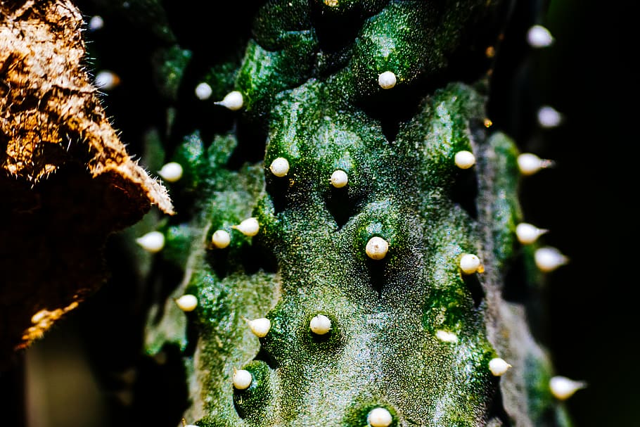 cucumber, macro, thorn, close-up, green color, plant, no people HD wallpaper
