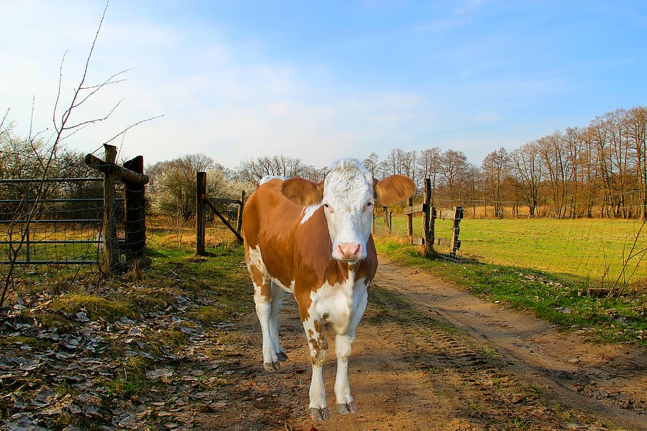 cow, coupling, away, beef, agriculture, livestock, brown, pasture HD wallpaper