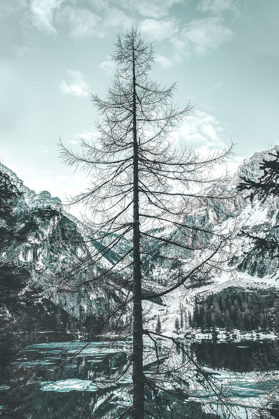 withered tree, plant, nature, beauty in nature, tranquil scene HD wallpaper
