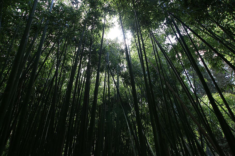 tilt photograph of tall tress, plant, bamboo, crimea, forest, HD wallpaper