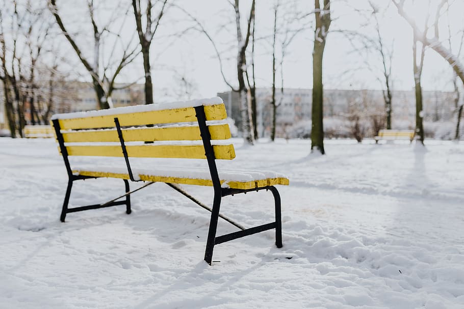 Wintery Park, white, clean, outdoor, trees, cold, snow, snowy HD wallpaper