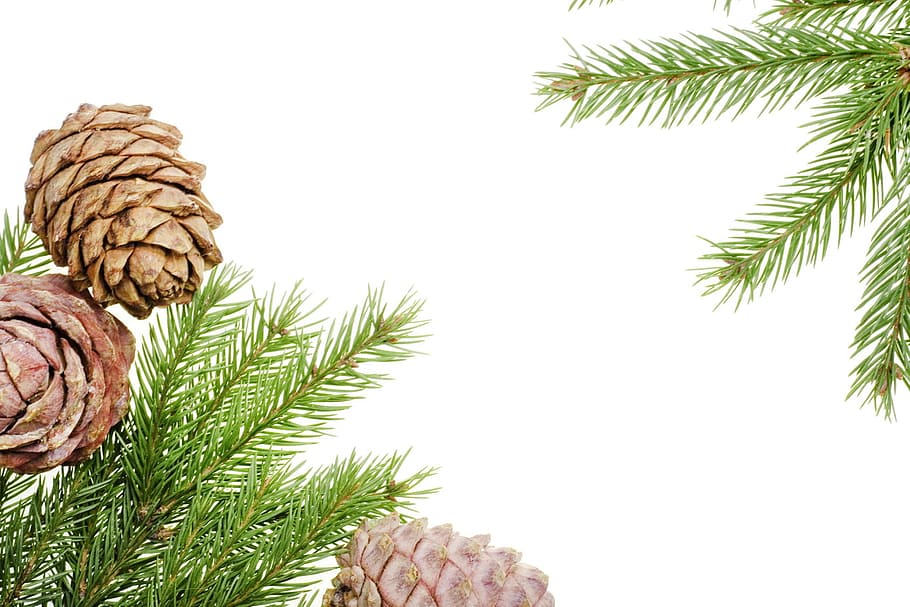 branch, conifer, coniferous, evergreen, fir, flora, nature HD wallpaper