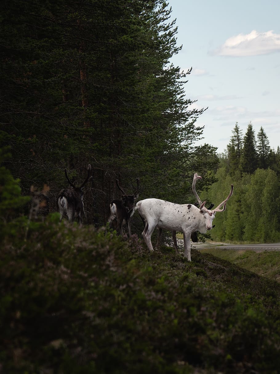 white deer, goat, animal, mammal, cattle, longhorn, wildlife HD wallpaper