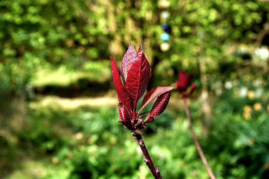 Photography of Red Leaves, blur, branches, close-up, delicate HD wallpaper