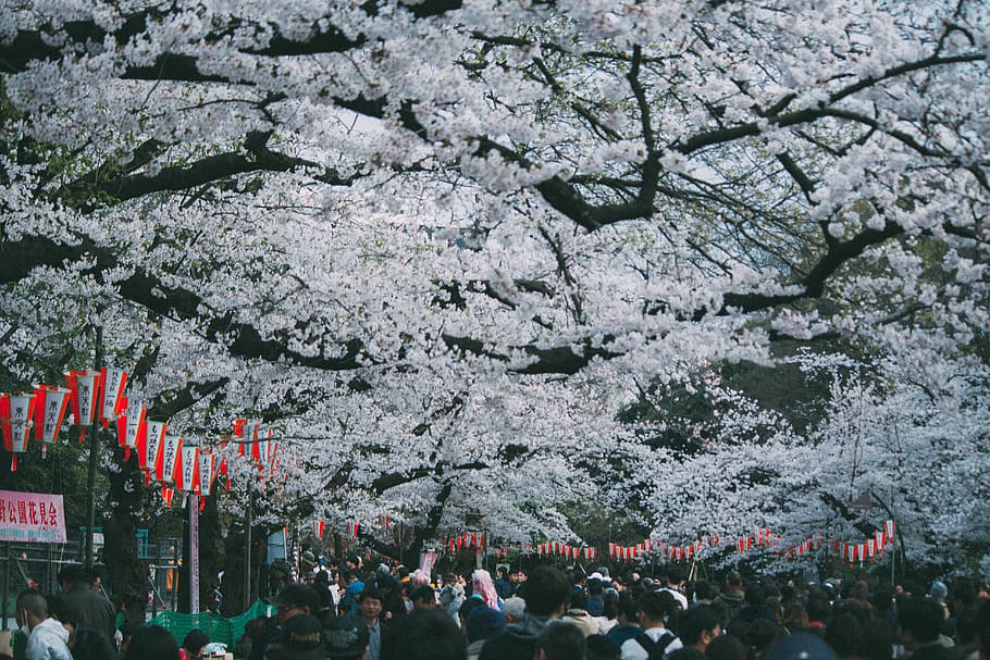 people standing under tree tunnel, large group of people, crowd HD wallpaper
