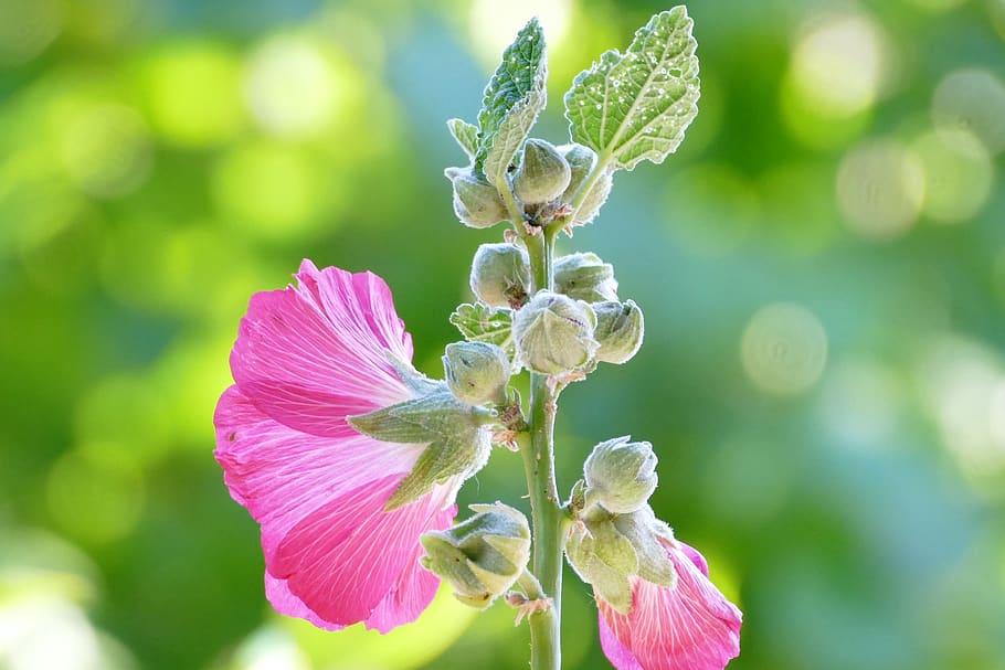 flowers, bud, summer, spring, bloom, green, pink, petals, nature, HD wallpaper